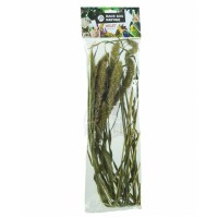 bzn_setaria